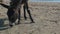 Donkey eating grass near a beach