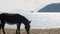 Donkey eating grass near a beach