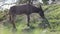 A donkey eating grasses in village