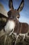 Donkey eating hay closeup