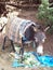 Donkey eating vegetables in the woods, having lunch in the forest, chilling under a tree