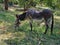 A donkey eats grass on a lawn in a recreation park