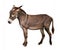 The donkey Equus asinus