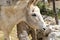 donkey, Equus asinus, Equus africanus asinus with foal grazes on home farm in mountains pastures on sunny day, freight transport,