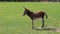 Donkey Equus asinus walking on meadow pasture. Fun screaming