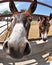 A Donkey face closeup in a Farm