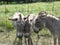 Donkey Family at the farm