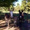Donkey family on farm