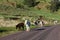 Donkey Family Next to the Road