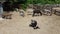 Donkey farm. Aerial drone view over many donkeys standing and lying in corral