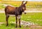 Donkey Farm Animal brown color standing on field grass