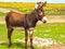 Donkey Farm Animal brown color standing on field grass