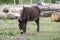 Donkey farm animal brown colour, eating grass, cute funny pets, tree trunks in the background