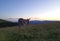 A donkey farm animal walks on a mountain meadow with tall grass at sunset.