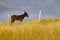 Donkey in a Farm field in Greenway route from Castlebar to Westport