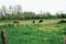 Donkey farm in Village of Mailly-le-Chateau, Bourgogne region, France