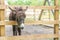 Donkey on farm, wooden fence