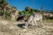 Donkey feeding outdoors