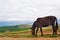 Donkey in field