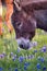 Donkey in a Field of Bluebonnets