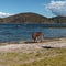 Donkey in a field of Salar de Uyuni in Bolivia