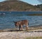 Donkey in a field of Salar de Uyuni in Bolivia