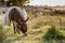 Donkey and Flock of Sheep Grazing