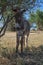 Donkey foal under an olive tree