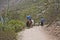 Donkey in forest. On the Inca Trail to Machu Picchu. A awesome h