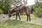 Donkey in forest. On the Inca Trail to Machu Picchu. A awesome h