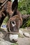 Donkey in forest. On the Inca Trail to Machu Picchu. A awesome h