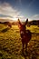 Donkey in front of cows on pasture at sunrise