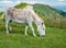 Donkey on grasslandeating grass or grazing. Donkey in Piatra Mare Big Rock mountains