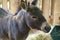 Donkey gray mammal farming agriculture livestock