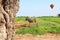 Donkey grazes on a green meadow. The hot air balloon flies in the sky