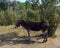 Donkey grazes in the meadow