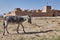 Donkey grazes near the ruins of an ancient fortress, Iran.