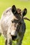 A donkey grazes pasture in a field with grass