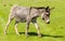 A donkey grazes pasture in a field with grass