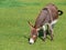 Donkey Grazing