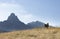 Donkey grazing in Ciucas, mountain silhoette in the background