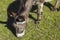 Donkey grazing fresh green grass seen from above