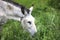 donkey grazing the grass with black eyes and long ears