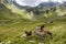 Donkey grazing on the grass in the Carpathian mountains