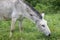 donkey grazing the grass with closed eyes and long ears