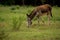 Donkey grazing in green meadow