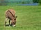 Donkey grazing on green spring pasture