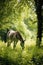 donkey grazing in a lush green field