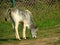 Donkey grazing on savannah grass