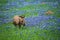 Donkey grazing on Texas bluebonnet pasture